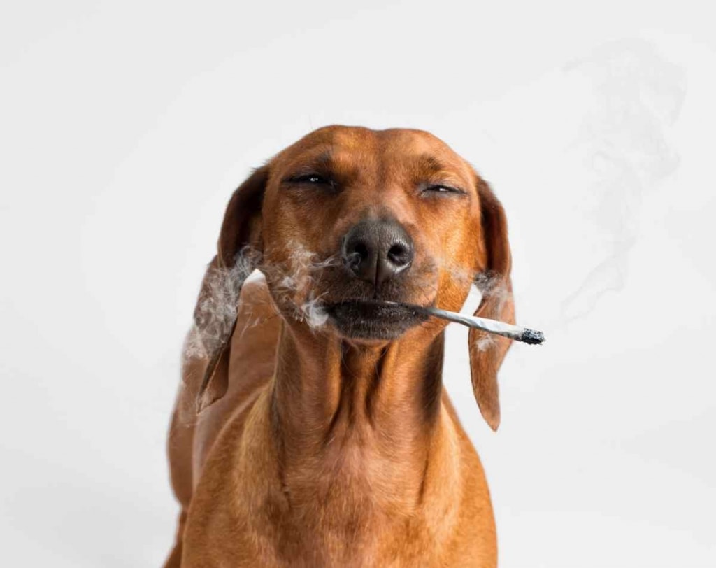 Dog harm of Smoking image