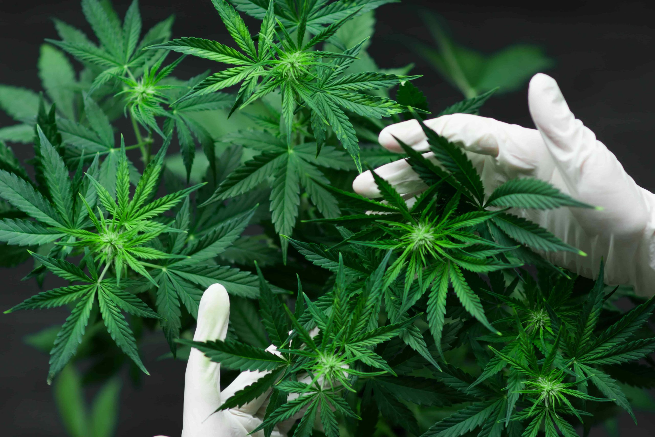 Canberra legalizes recreational marijuana