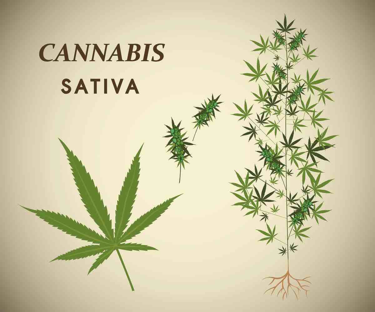 cannabis sativa type of weed