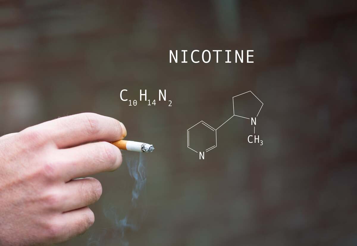 molecular model of Nicotine