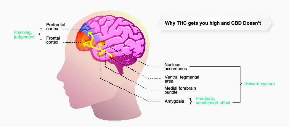 why THC gets you high and CBD doesn't effect on body