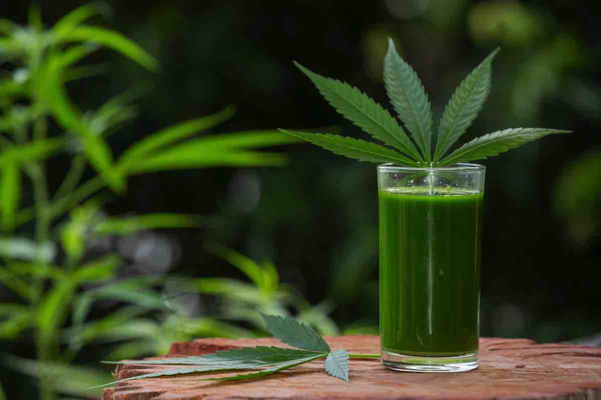 Smoothie cannabis juice that is placed on a wooden floor
