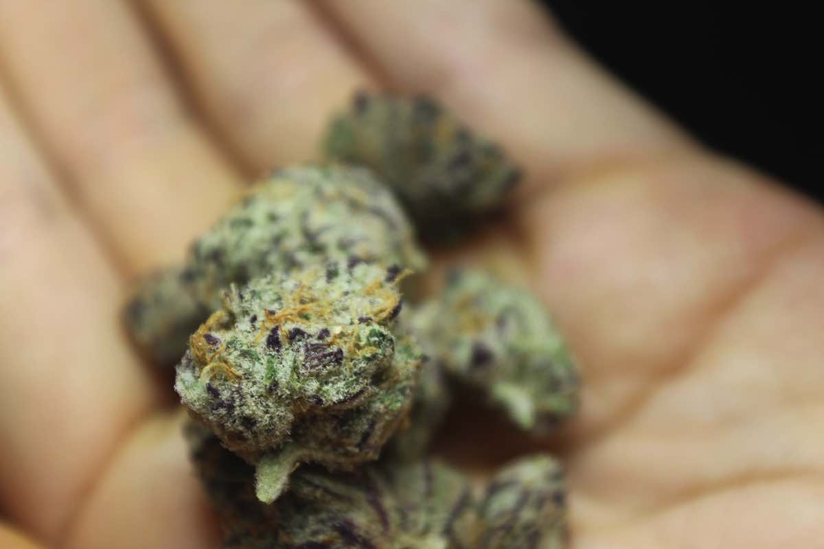 Purple Punch Strain: A Delicious Fruit-Flavored Treat
