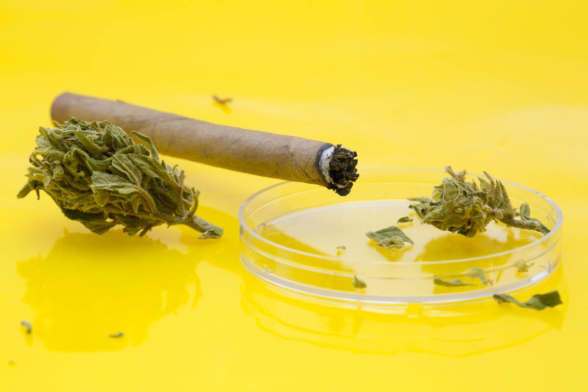 cannabis joint on yellow background